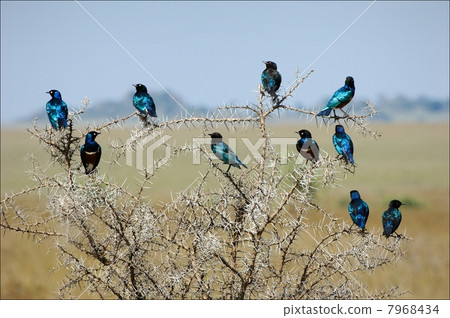 Garland. Garland. 7968434