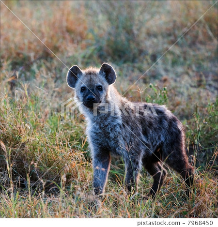 Young Spotted hyena. 7968450