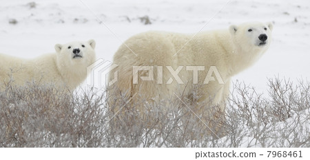 Two polar bears Two polar bears 7968461
