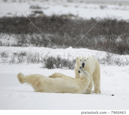 The couple of polar bears relaxes. 7968463