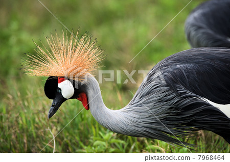 The Black Crowned Crane. 7968464
