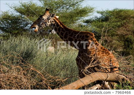 The giraffe eats an acacia. 7968466