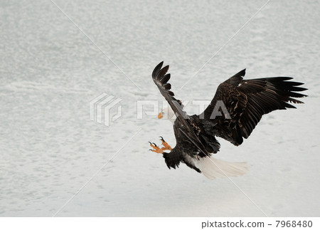 Bald Eagle ( Haliaeetus leucocephalus ) Landed Bald Eagle ( Haliaeetus leucocephalus ) Landed 7968480