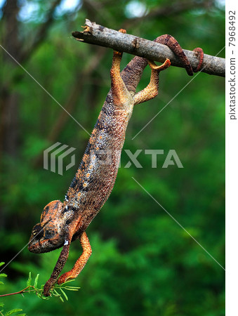 The acrobat. 7968492