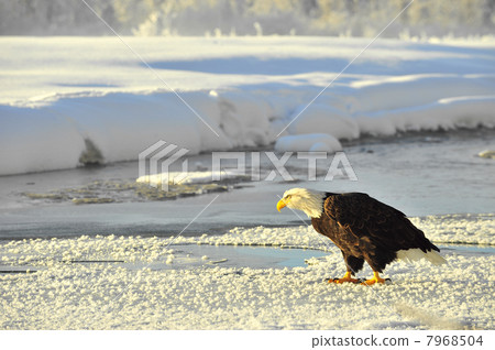 Portrait of an Adult Bald Eagle(Haliaeetus leucocephalus) on snow Portrait of an Adult Bald Eagle(Haliaeetus leucocephalus) on snow 7968504