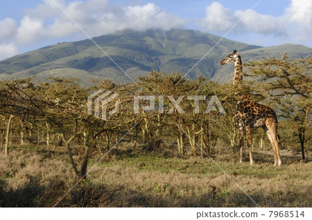 Giraffe in acacias. Giraffe in acacias. 7968514