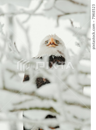 Bald eagle perched on snow branch Bald eagle perched on snow branch 7968523