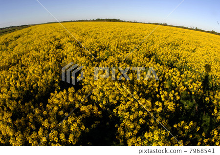 Field of yellow flowers. Field of yellow flowers. 7968541