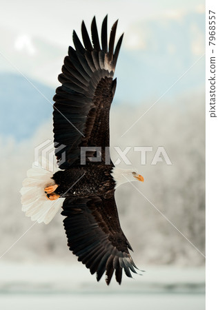 Flying Bald Eagle. Flying Bald Eagle. 7968557