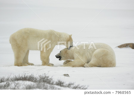 Entertainments of polar bears. 7968565