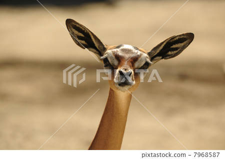 Gerenuk 7968587