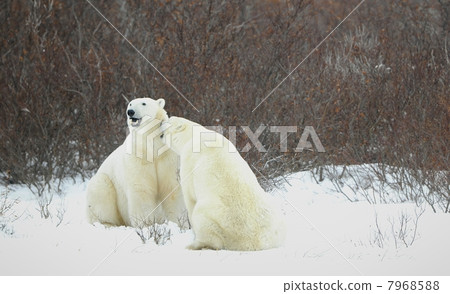 Polar bears. 7968588