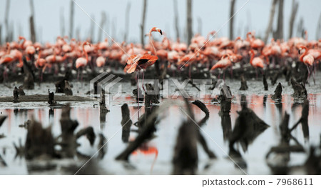 Great Flamingo (Phoenicopterus ruber) Great Flamingo (Phoenicopterus ruber) 7968611