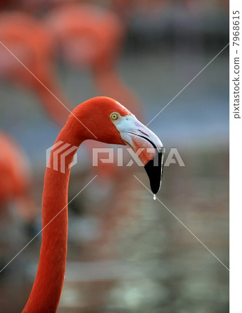 Flamingo with drops. 7968615