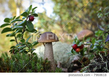 Mushroom a birch mushroom and a cowberry. 7968618