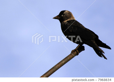 Corvus monedula Corvus monedula 7968634