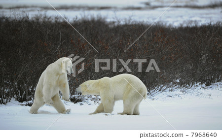 Fight of polar bears. Fight of polar bears. 7968640