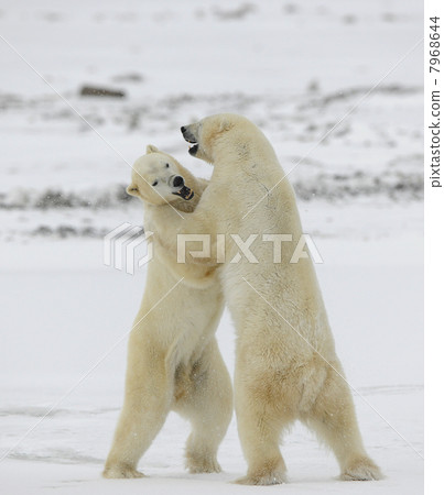Fighting polar bears. 7968644