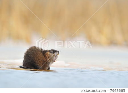 Yawning muskrat (Ondatra zibethicus) on the edge of the ice 7968665