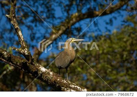 The Bare-throated Tiger Heron. 7968672
