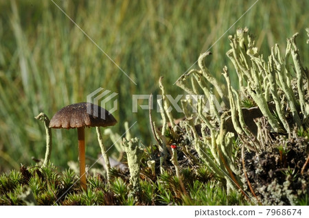 Mushroom and moss. Mushroom and moss. 7968674