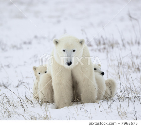 Polar she-bear with cubs. Polar she-bear with cubs. 7968675