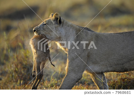 Lioness with prey. 7968681