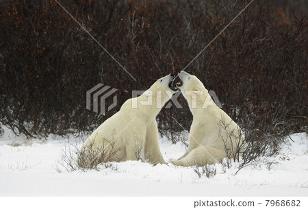 To compare the size to graze. . 7968682