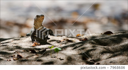Lizard on sand. Lizard on sand. 7968686