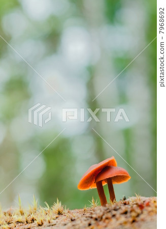 Common Rustgill. Common Rustgill. 7968692