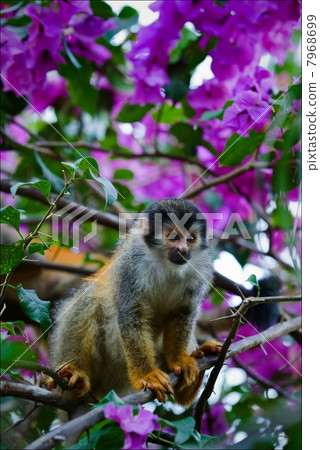 Squirrel monkey. 7968699