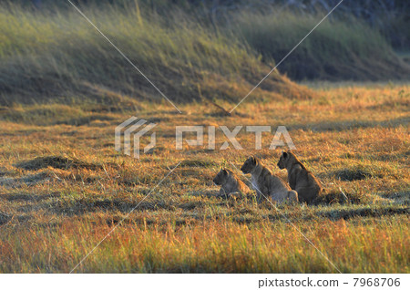 Lioness with prey. Lioness with prey. 7968706