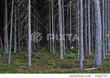 Woman in pine thicket. 7968750