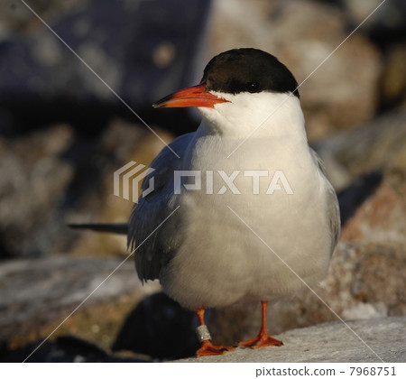 Common tern 7968751