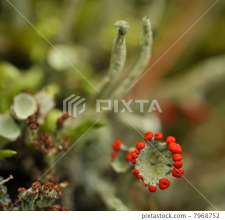 Reindeer lichen 7968752