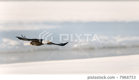 Flying eagle over snow-covered river. 7968753