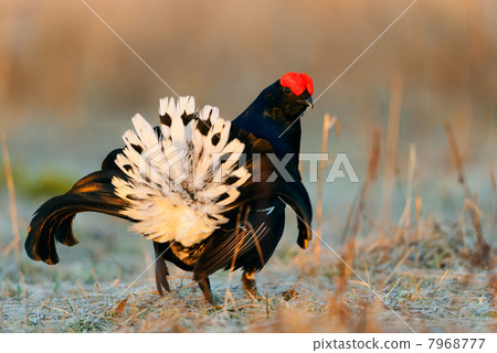 Lekking Black Grouse Lekking Black Grouse 7968777