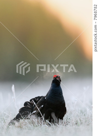 Lekking Black Grouse 7968782