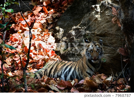 Young Bengal tiger. 7968787