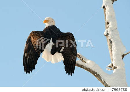 The Bald Eagle (Haliaeetus leucocephalus) 7968788