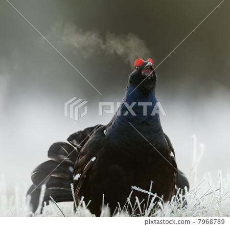 Lekking Black Grouse 7968789