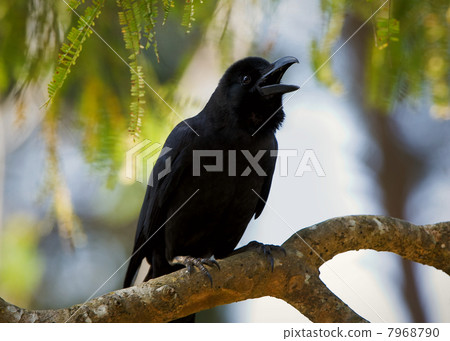 Jungle crow. 7968790