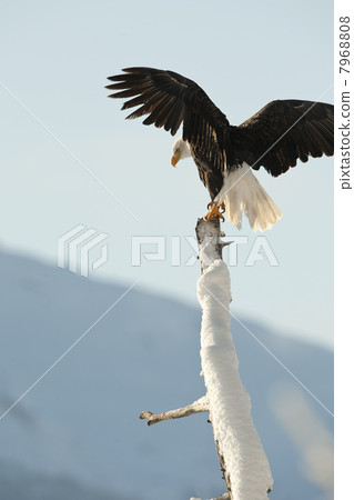 The Bald Eagle (Haliaeetus leucocephalus) The Bald Eagle (Haliaeetus leucocephalus) 7968808