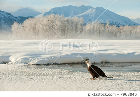 Portrait of an Adult Bald Eagle(Haliaeetus leucocephalus) on snow Portrait of an Adult Bald Eagle(Haliaeetus leucocephalus) on snow 7968846