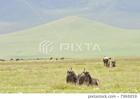 Antelopes on rest. Antelopes on rest. 7968859