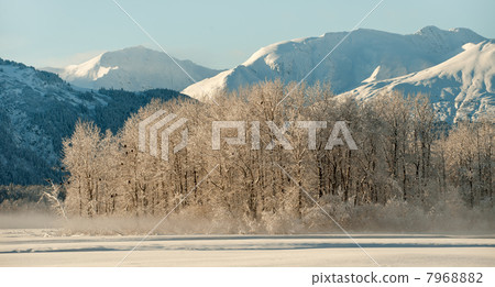 Bald Eagles on the ground and on snow covered branches.alaska 7968882