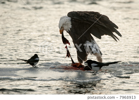 Bald Eagle feeding Bald Eagle feeding 7968913