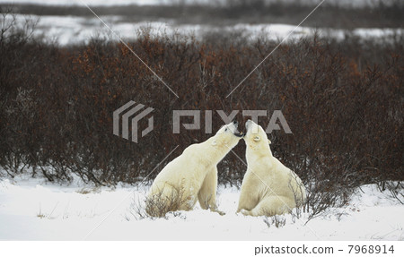 Dialogue of polar bears Dialogue of polar bears 7968914