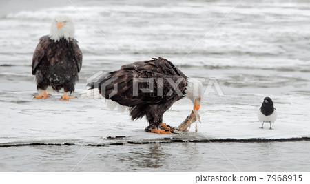 Feeding of Bald eagles (Haliaeetus leucocephalus) Feeding of Bald eagles (Haliaeetus leucocephalus) 7968915