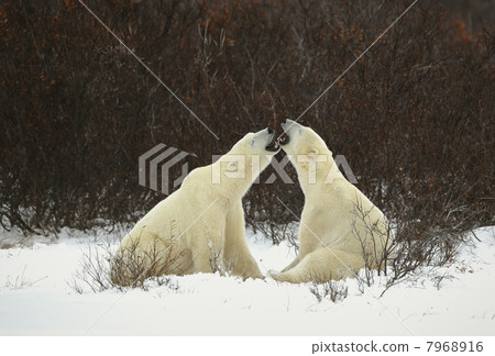Dialogue of polar bears Dialogue of polar bears 7968916